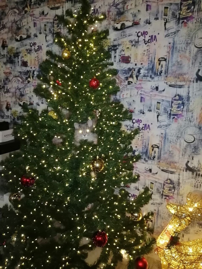 ����� ����