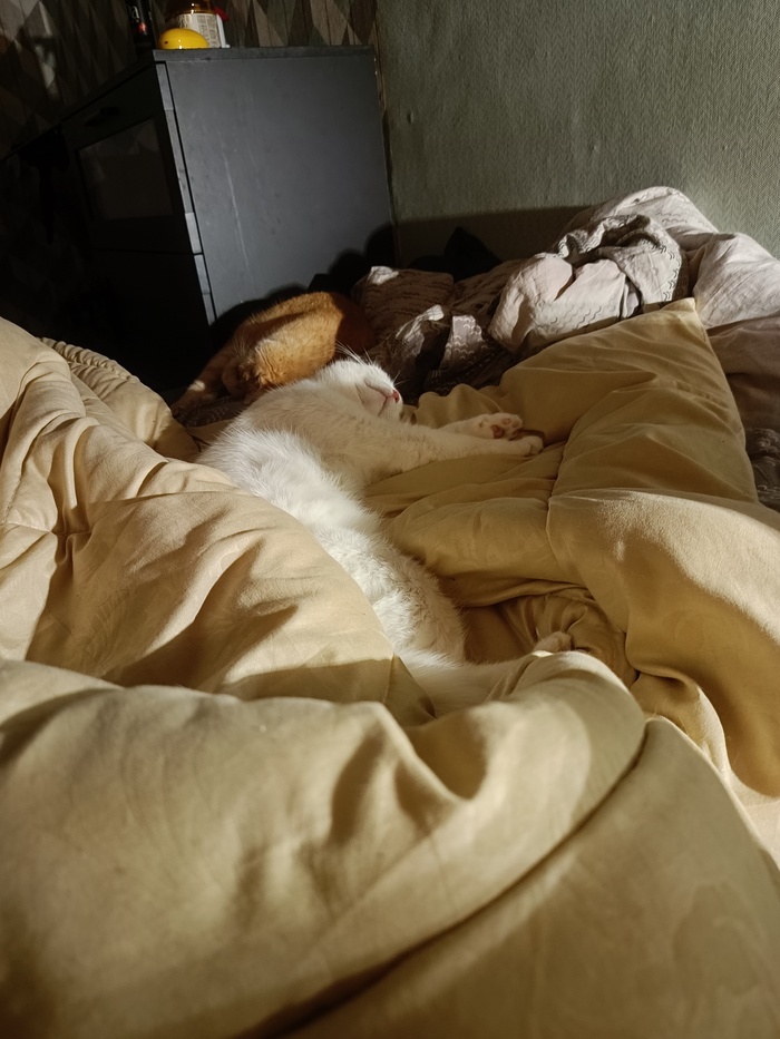 Бело-рыжие сонные свинокоты