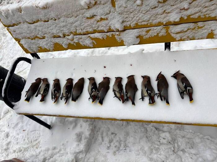 ���������� ����������