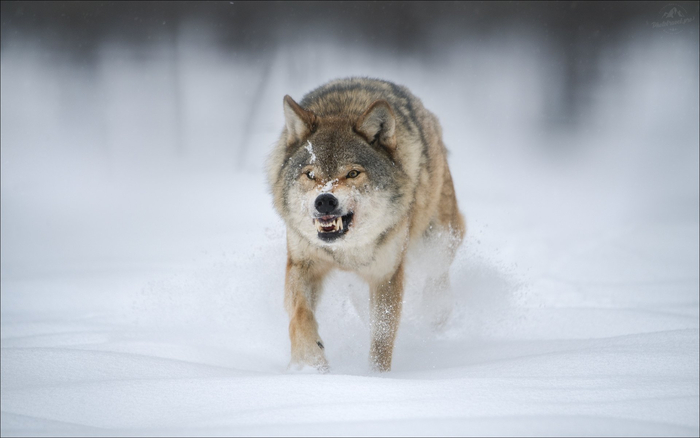 ����: ���� �����������<a href="https://pikabu.ru/story/idyot_kusat_za_bochok_13549586?u=https%3A%2F%2Frtraveler.ru%2Fphoto%2F1479827%2F%3Feditorial_photos%3D1&t=%D0%BE%D1%82%D1%81%D1%8E%D0%B4%D0%B0&h=2ebca1422a02391d813ec704803e7de926cc14a0" title="https://rtraveler.ru/photo/1479827/?editorial_photos=1" target="_blank" rel="nofollow noopener"> ������</a>