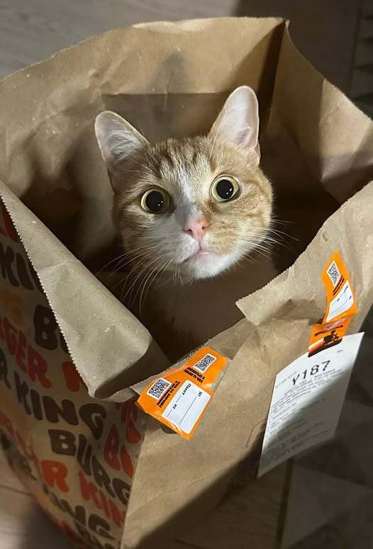 � ��� �������