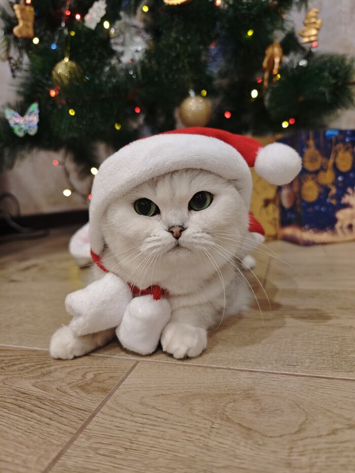 ���� � �����������! ���� �����������, ������ �����������