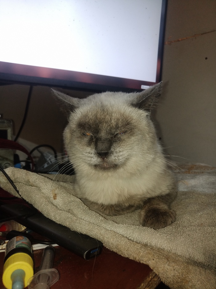 Продолжаем бодрить кота Кощея с Felv