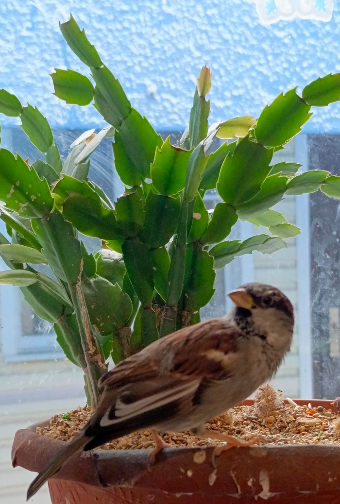 ����� � �����, ���! �����...