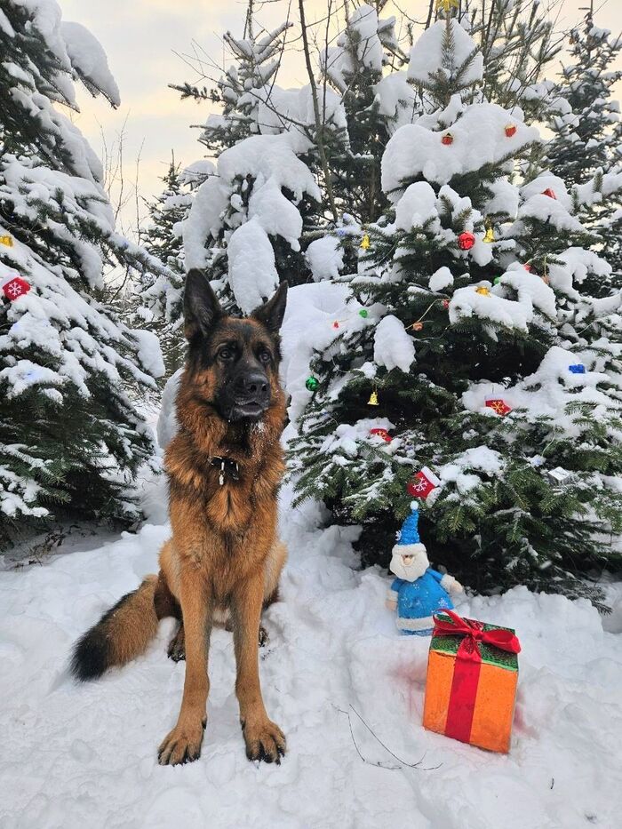 ����. �������� �������. ������� 2025. 4 ����. 