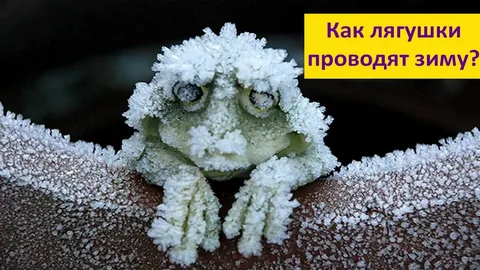 �� ��� �� ��������� ���������?