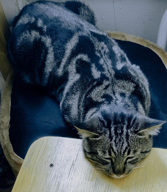 Упитанный и красивый