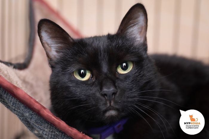 ����� ������, 13 ���, ��������. � ���� �������� ���������� ����� ������������ ��������� � �������� �������.