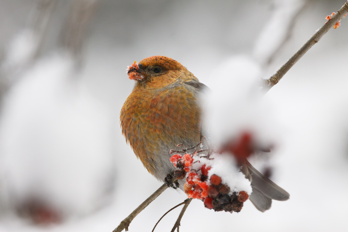 ��� (Pinicola enucleator), �����