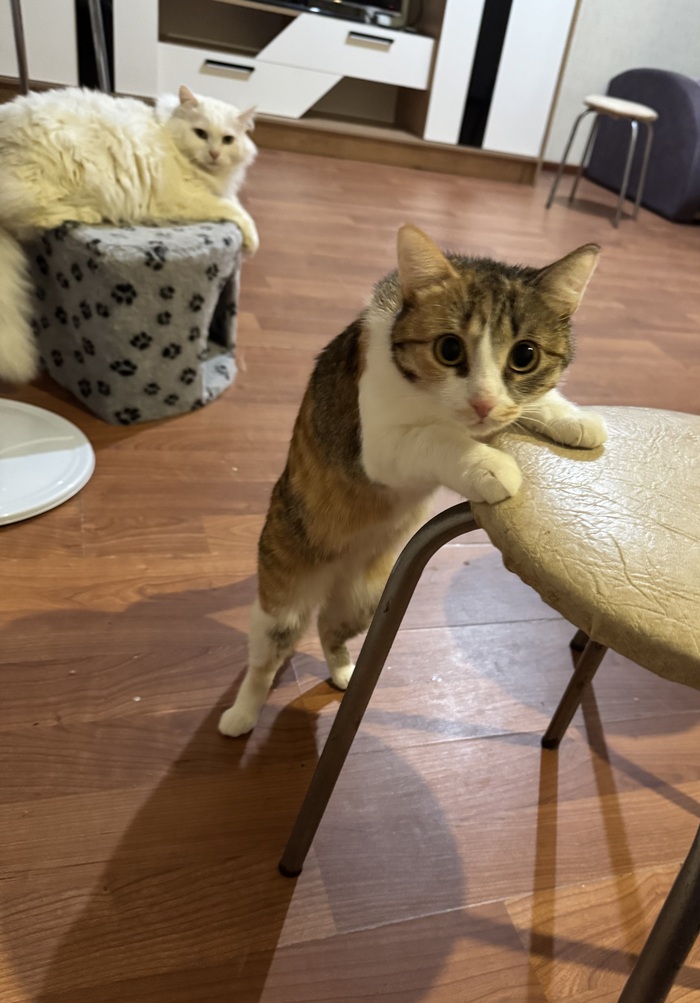 ���� �����. �����-�����