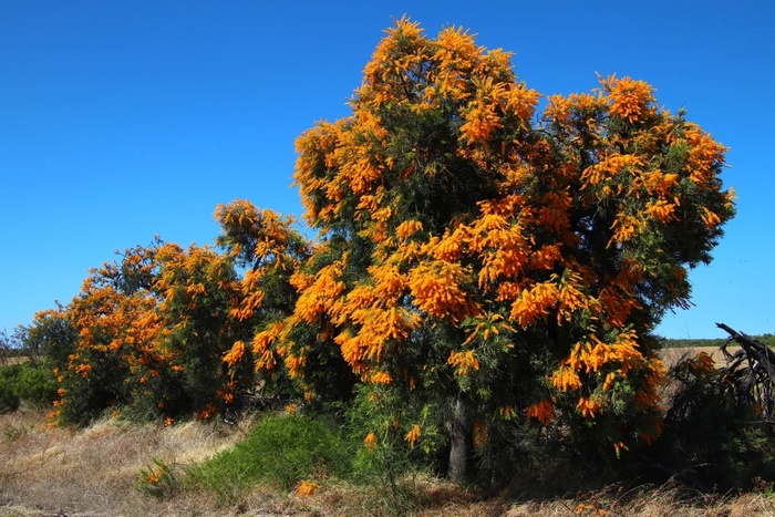 Фото с сайта <!--noindex--><a href="https://pikabu.ru/story/nuytsiya_obilnotsvetushchaya_13560715?u=http%3A%2F%2Fquollingaround.com&t=quollingaround.com&h=3d50530fc8e5e501e1a44f33480a014ac772b414" title="http://quollingaround.com" target="_blank" rel="nofollow noopener">quollingaround.com</a><!--/noindex-->.