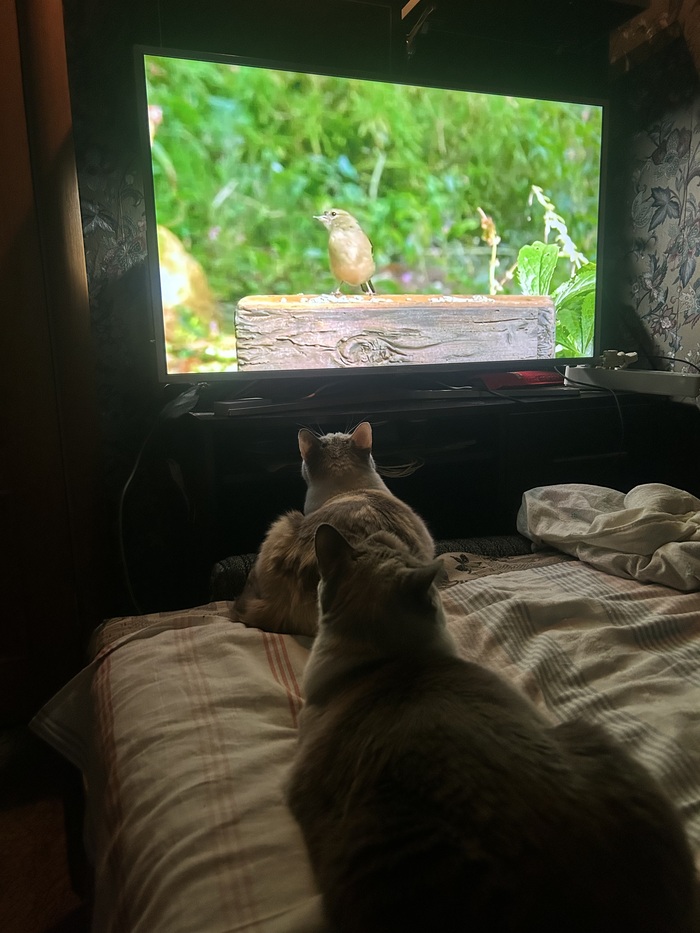 ������ ��� �����