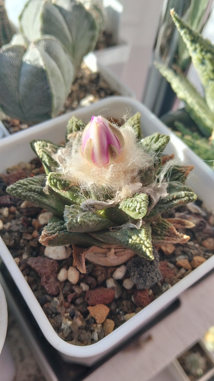 ������ �������� ������