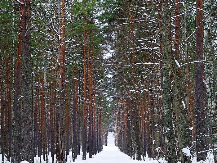 Зима, дорога на дачу