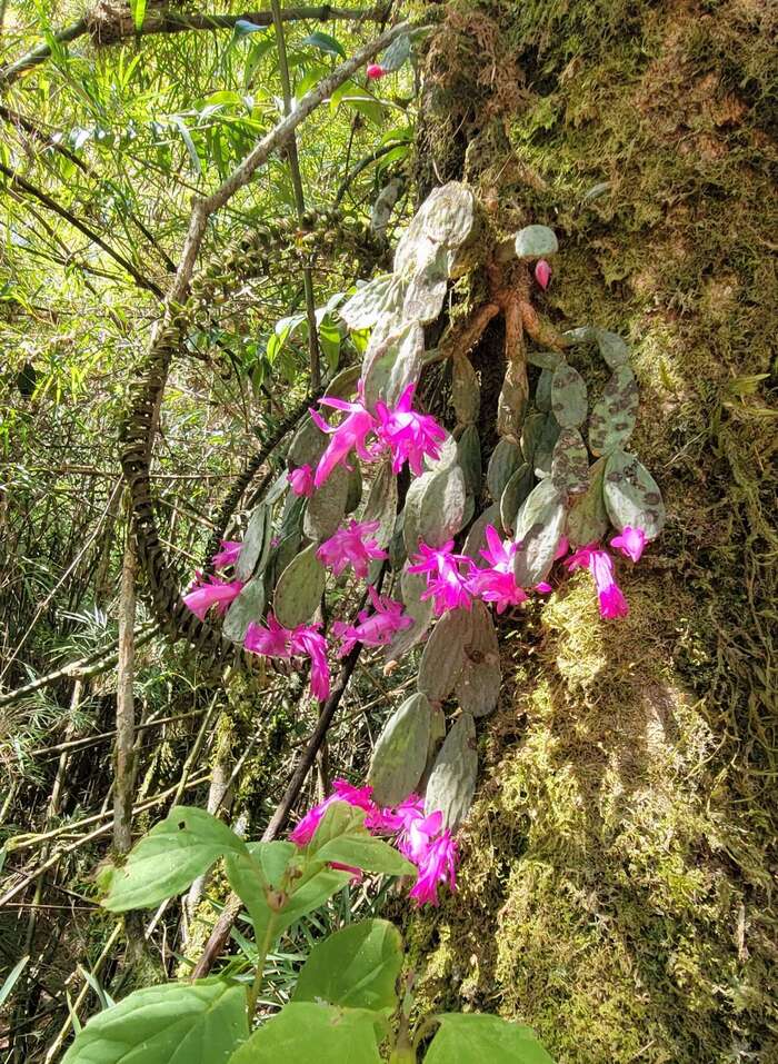 ����������� ������������� (Schlumbergera opuntioides) � �������. ���� � ����� iNaturalist.