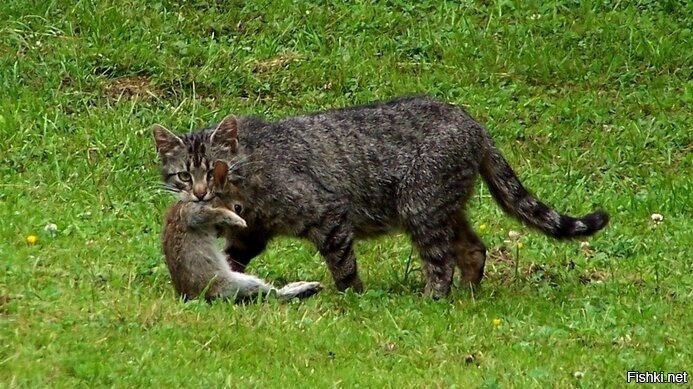 Кошка в состоянии поймать кролика. Понятное дело, что в городе кроликов нет, но есть грызуны и птицы.