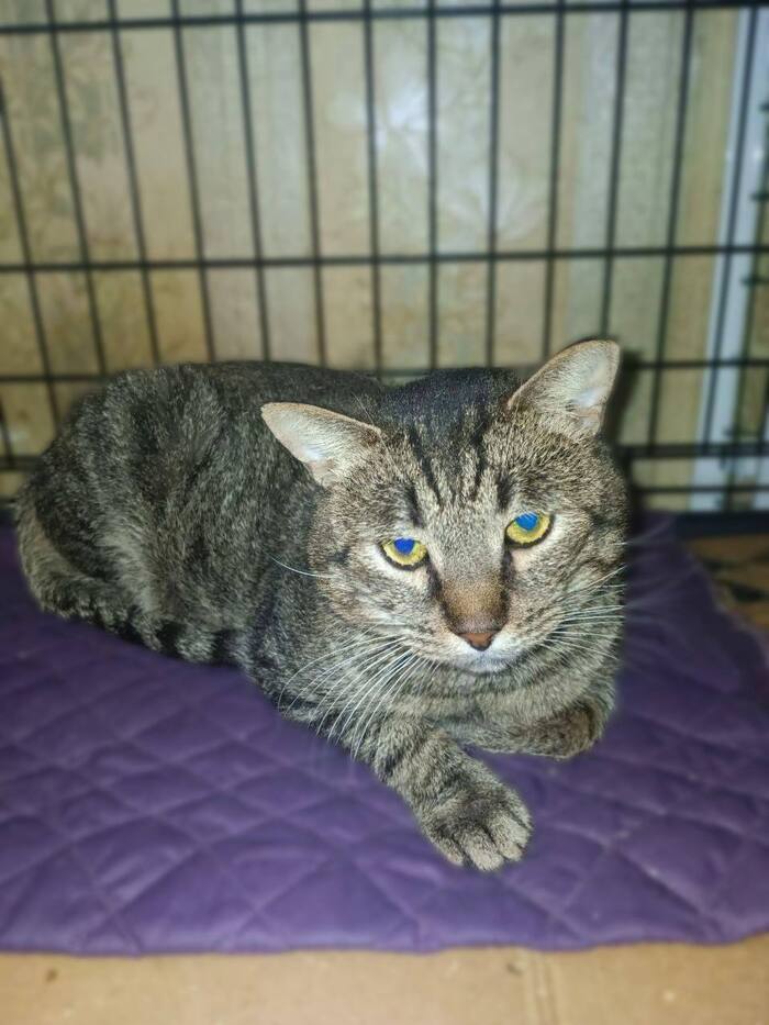 Ласковый котик Атти умоляет не возвращать его на улицу!