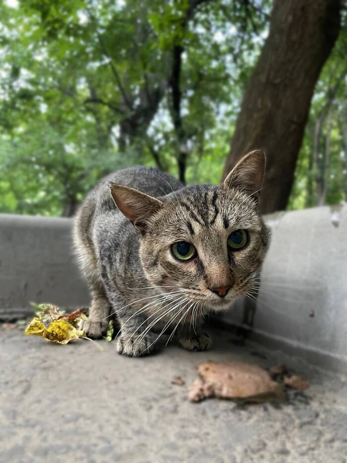 Ласковый котик Атти умоляет не возвращать его на улицу!