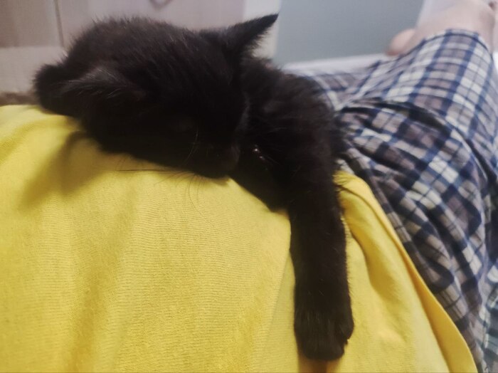 Без кота жизнь не та!