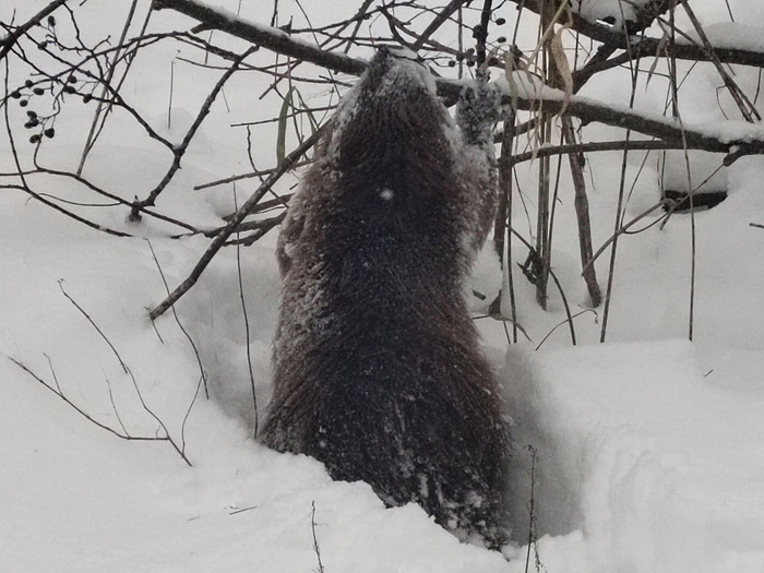 ����, �������� �� ������� ����