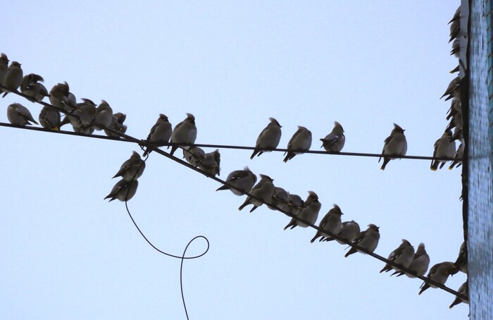 Стая свиристелей. 2025 — Новый год — 2026, Санкт-Петербург.