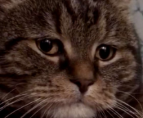 �� (������� �� �����)