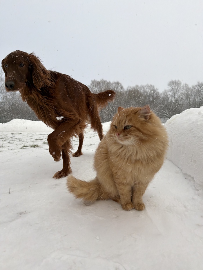 ������ � ������ � ���� �������