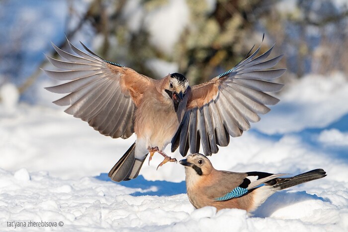 ������ ����