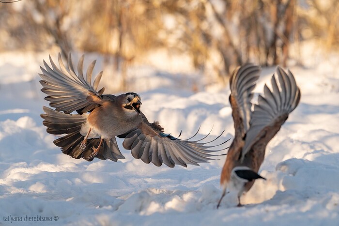 �������� ����