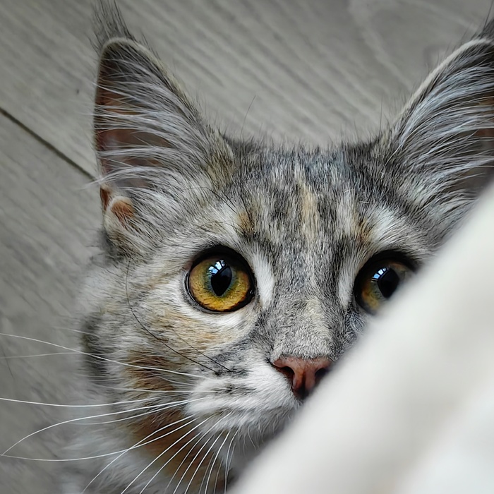 ������� � ��������