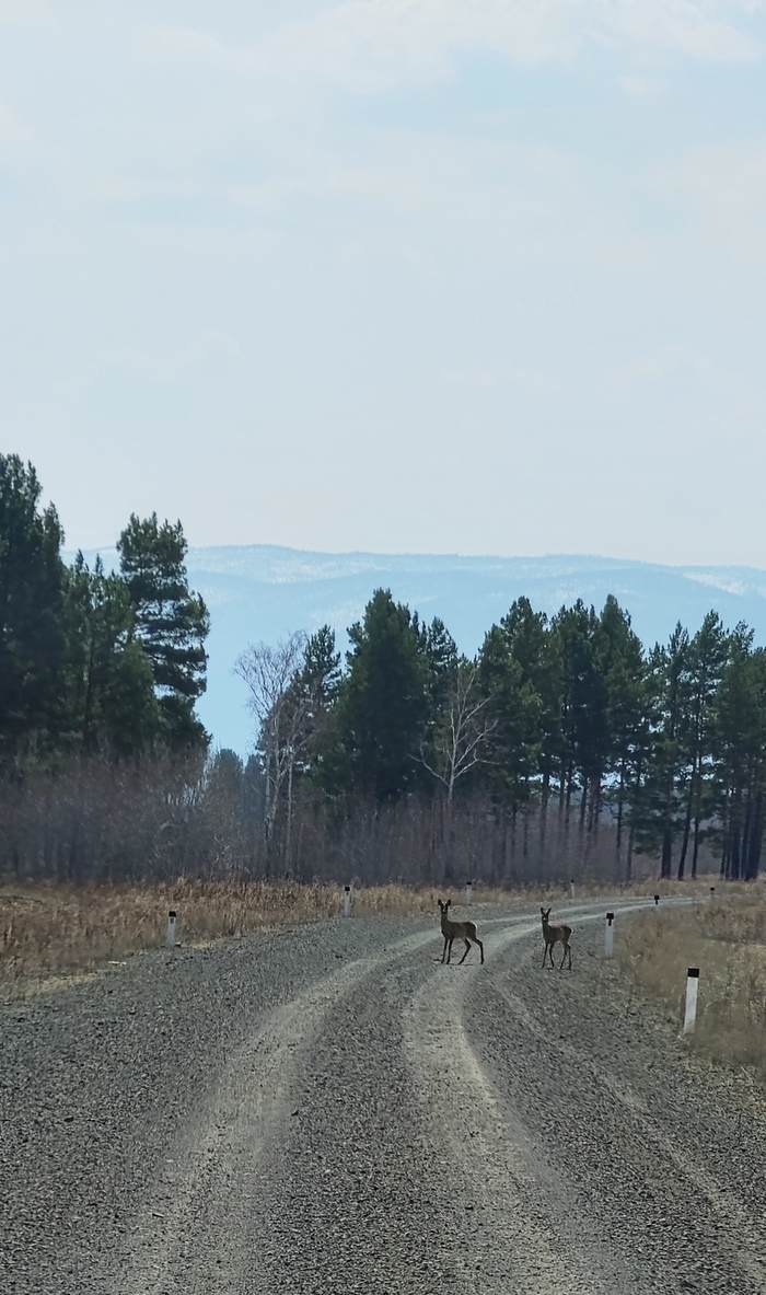 ���������� ������, �������, 