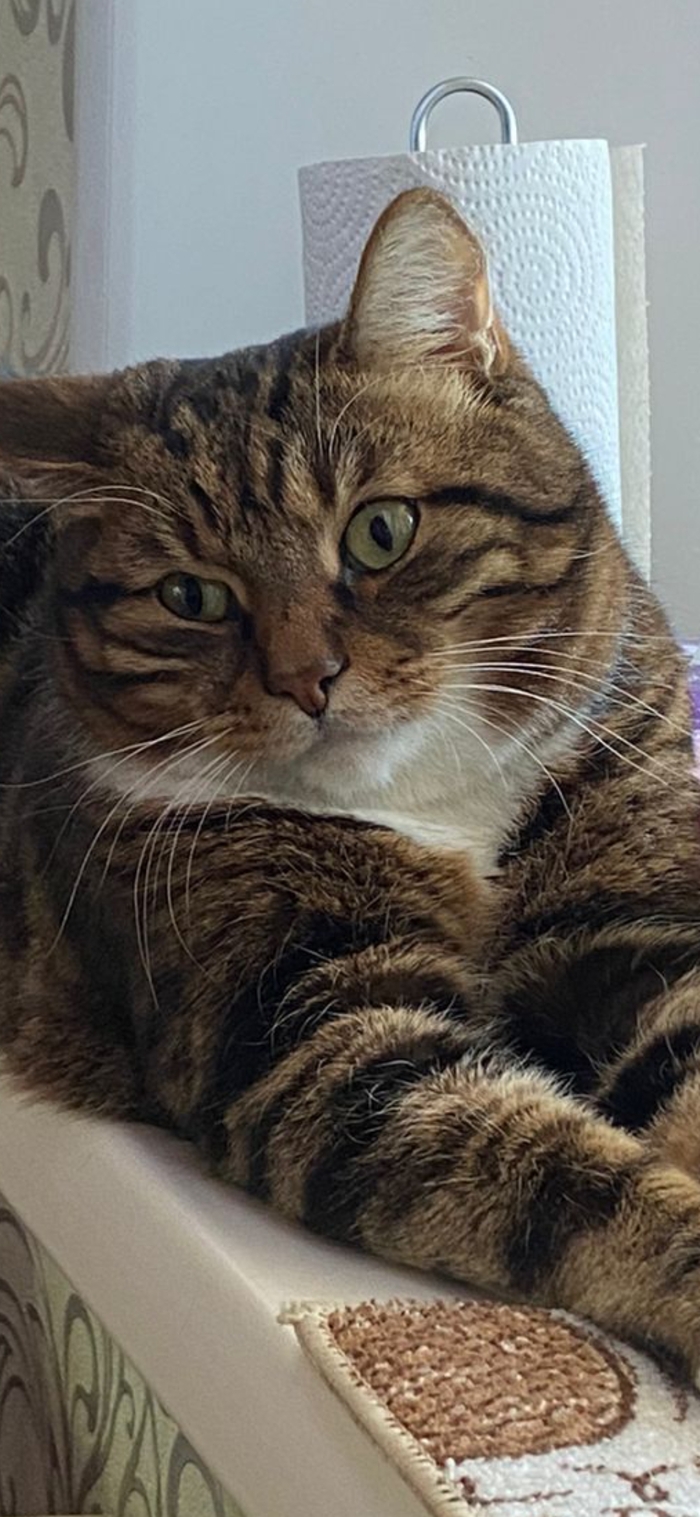 ��� ����