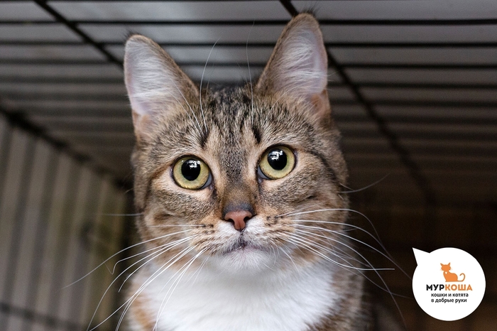 Кошка Зефирони, 3 года, найдена на улице.