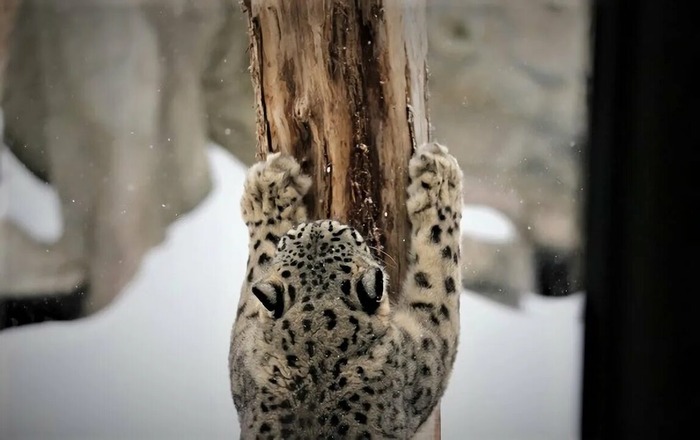 Снежный барс точит когти о дерево. Думаю, что не только о деревья эти кошки затачиваются.