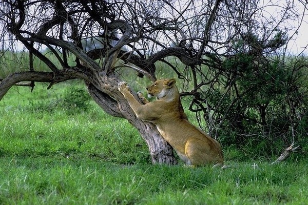 Африканская львица.