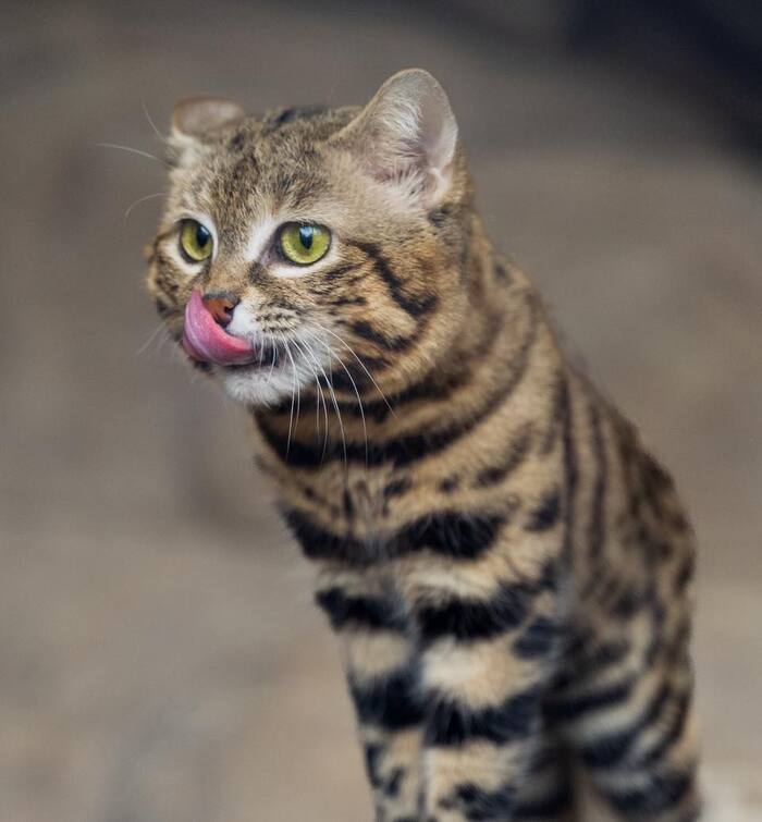 ������� ���-�� �����������