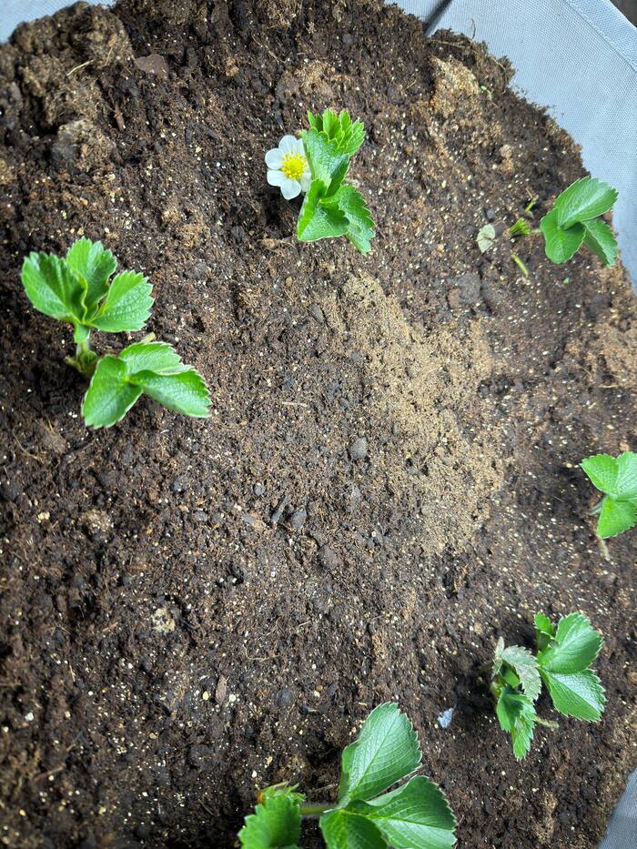 ������ ��������