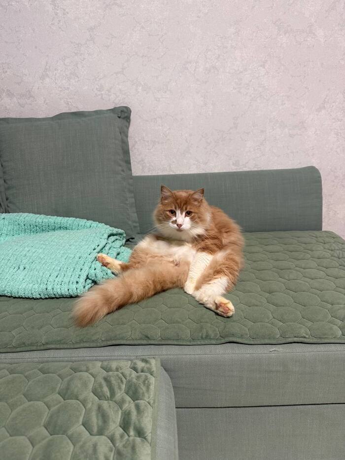 Просто кот сидит