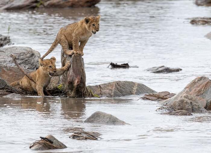 ������� ����������