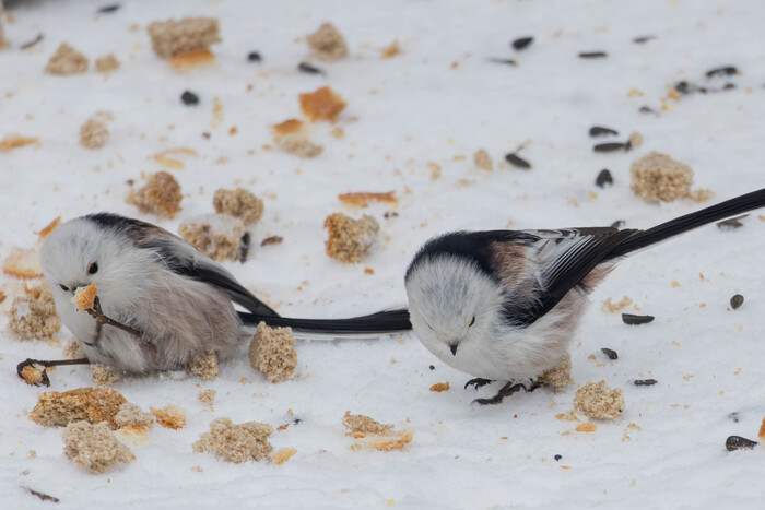 ������� ������� ����!)