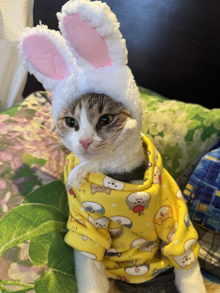 Нарядная Бонита шлет всем лучи позитива и добра ❤️