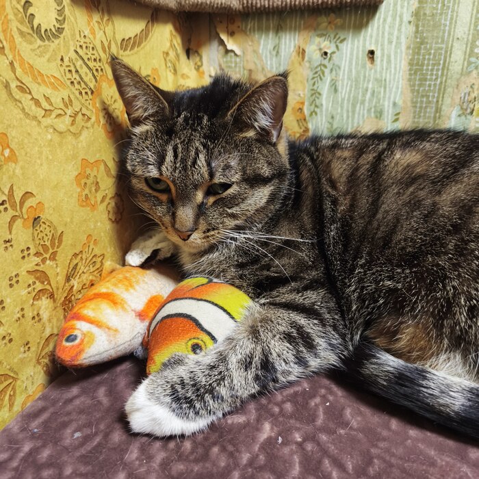 Говорю же - рыбов не отдам! Они мои!!!