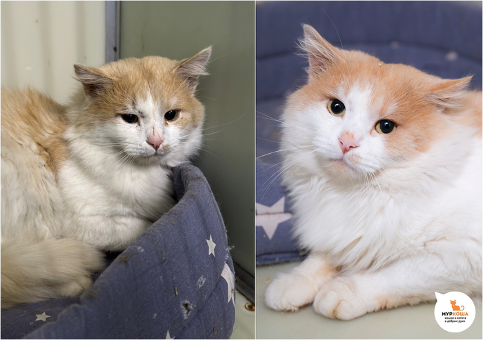 ��� ������, 4 ����, ����� �� ����.