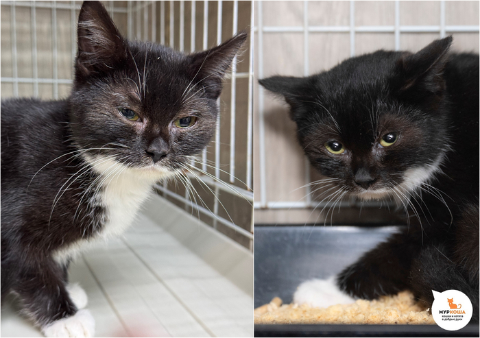 ������-������� �������, 6 �������, ������� �� �����.