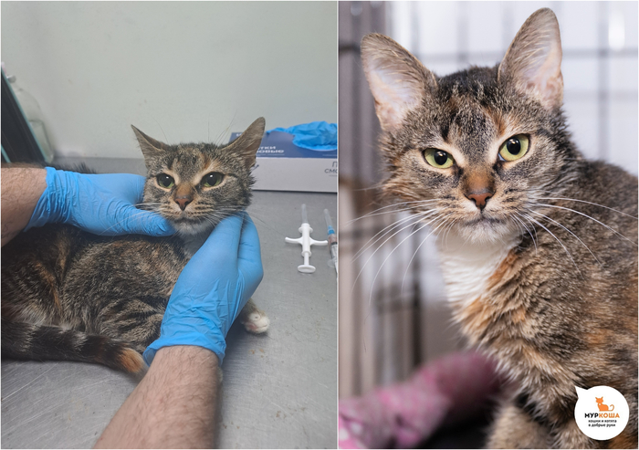 ����� �������, 1 ���, ������� �� �����.