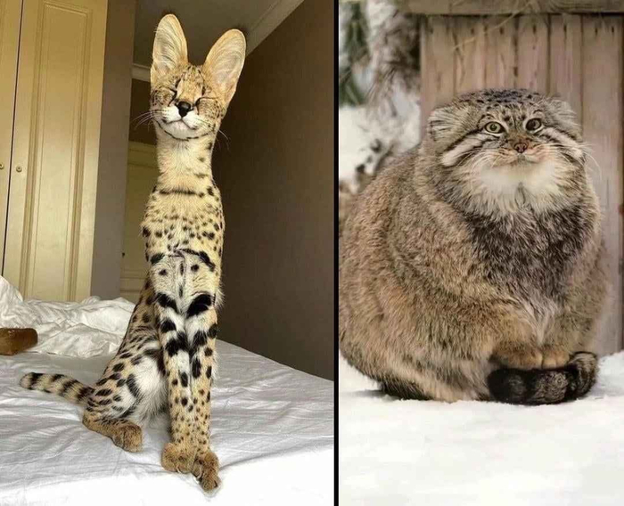 ���� ��� ����� ���� � ��