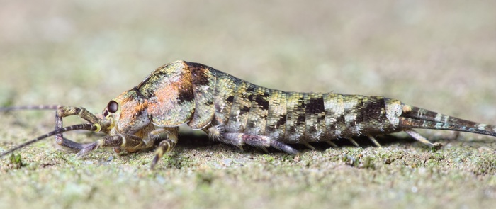 Trigoniophthalmus alternatus, ��������� Machilidae, ��������� � Pierre Bornand, ��������� ����� �������� (CC-BY-NC). ������ ����� ��������� �� ������