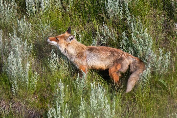 ���-�� ������