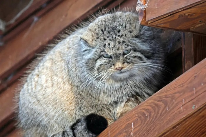 П - презрение