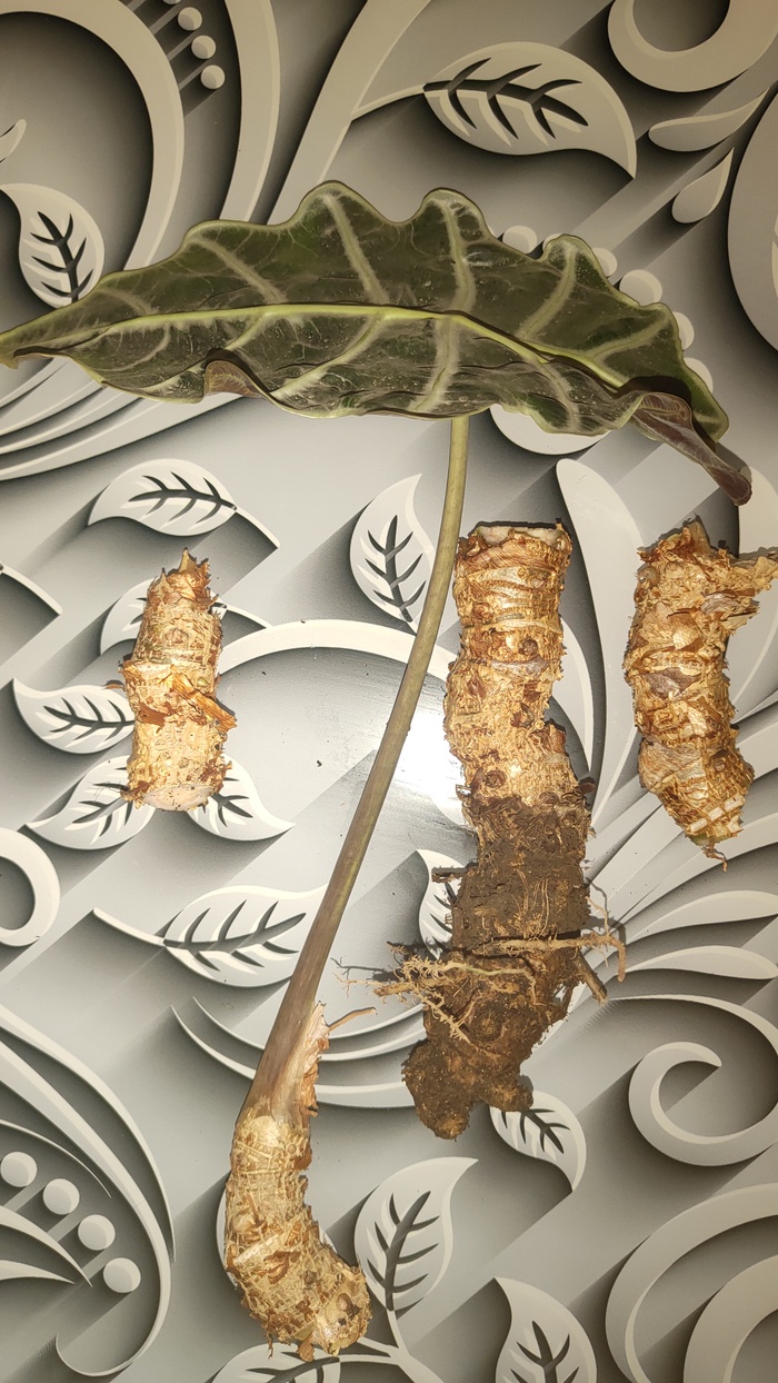 Разделанный жираф